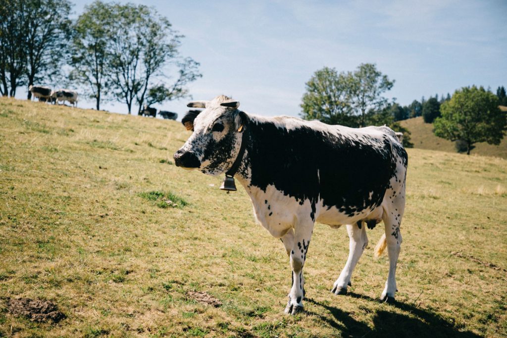 Les alpages que l'on croise en randonnée sur la grande traversée du massif des Vosges. crédit photo : Clara Ferrand - blog Wildroad