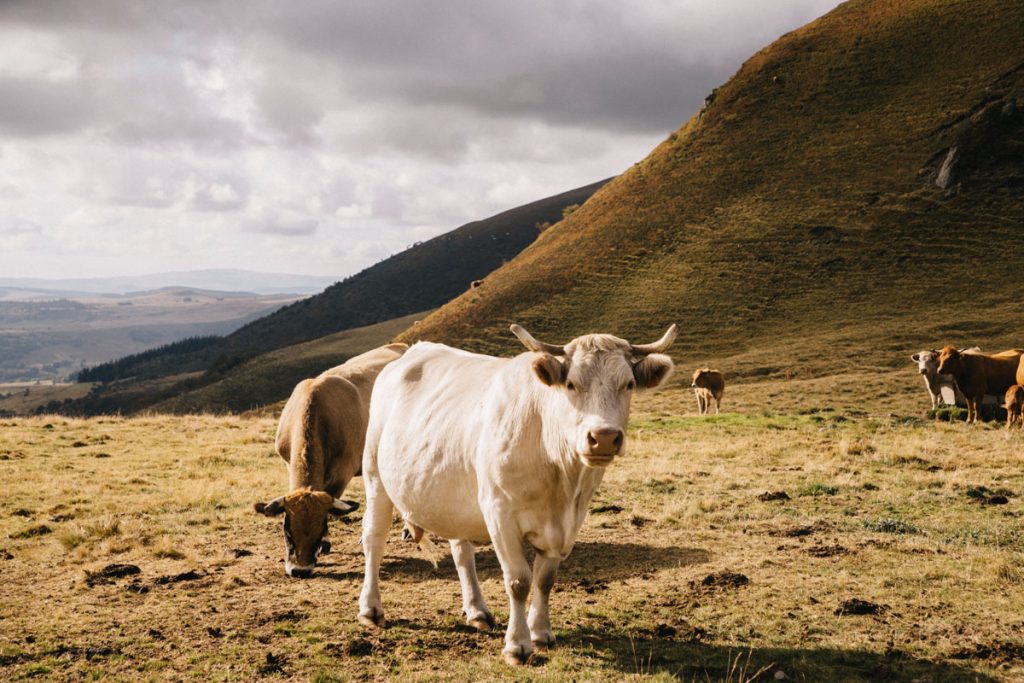 Les vaches du col de La Croix Morand en Auvergne. crédit photo : Clara Ferrand - blog Wildroad