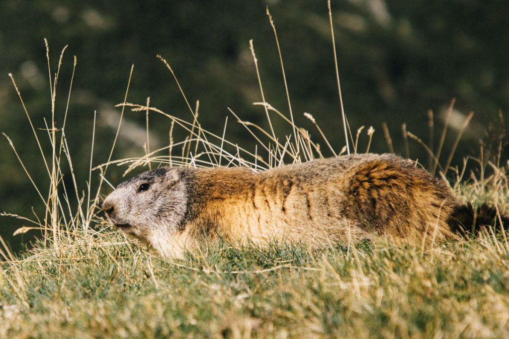 Faune sauvage, les marmottes dans le parc de la Vanoise. crédit photo : Clara Ferrand - blog Wildroad
