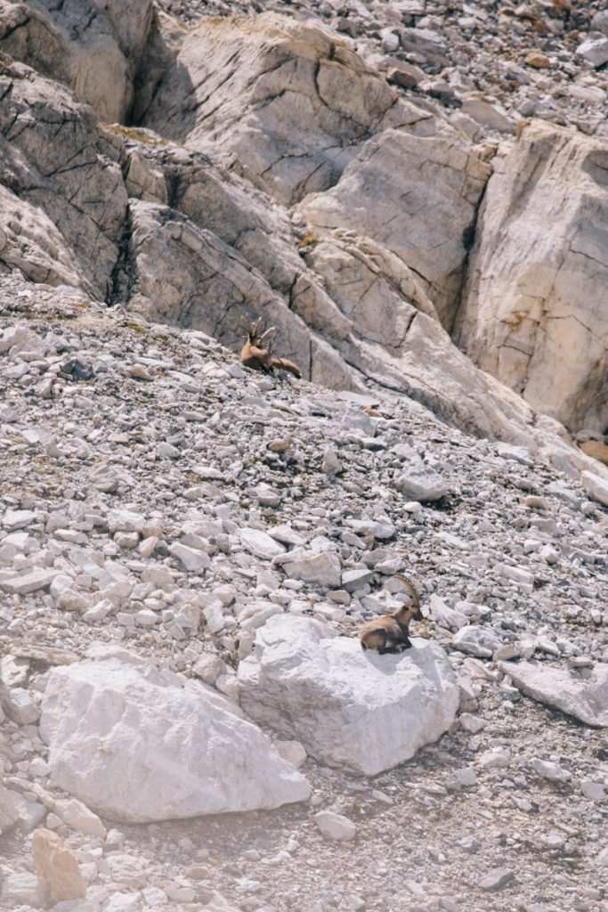 Les bouquetins du parc de la Vanoise en dessous de la pointe de la Vallaisonnay. crédit photo : Clara Ferrand - blog Wildroad