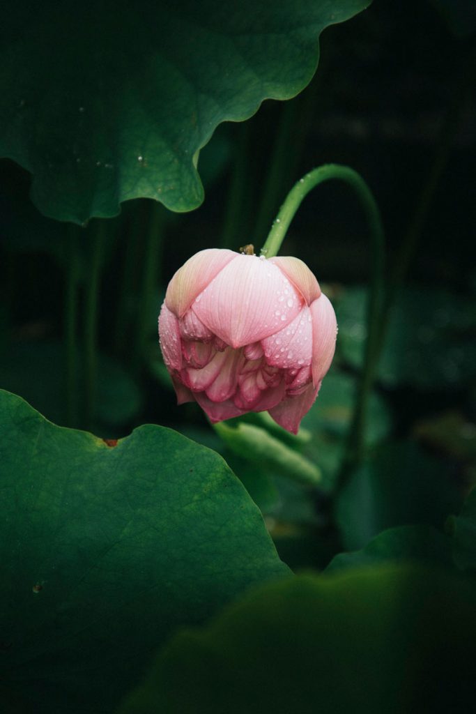 Visiter le jardin botanique de Haute-Bretagne pendant un week-end nature autour de Rennes. crédit photo : Clara Ferrand.- blog Wildroad