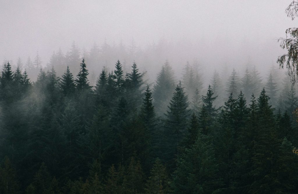 Les forets du Morvan. crédit photo : Clara Ferrand - blog Wildroad