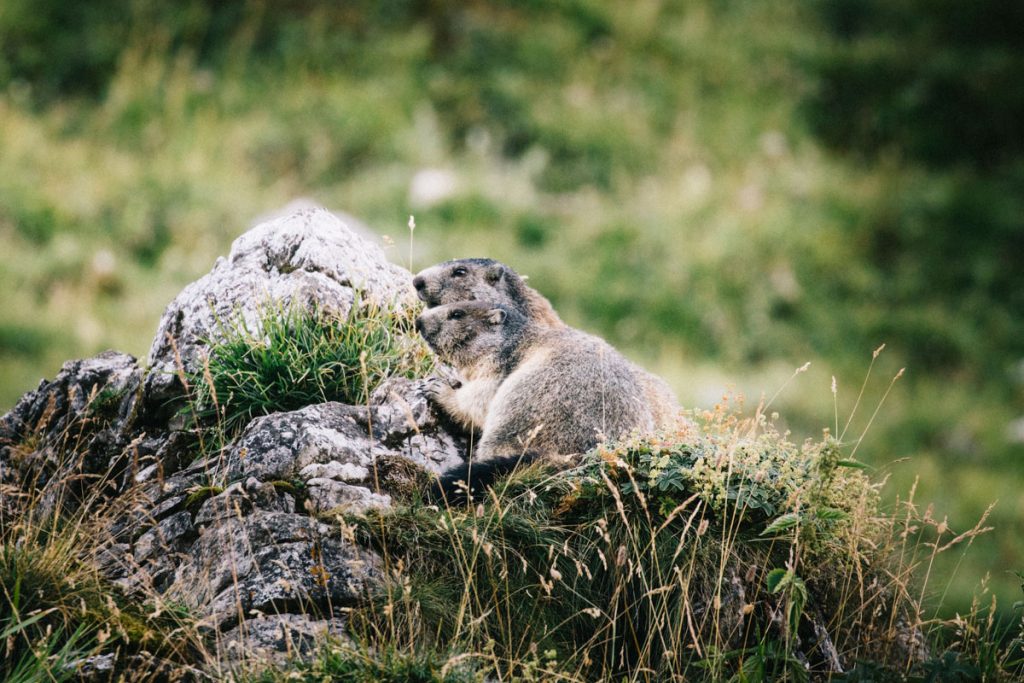 Les marmottes au niveau du plan Séry dans la Vanoise. crédit photo : Clara Ferrand - blog Wildroad