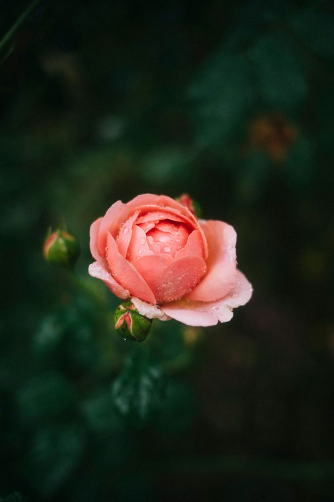 Les roses du jardin botanique de Haute-Bretagne une visite incontournable à faire autour de Rennes. crédit photo : Clara Ferrand - blog WIldroad