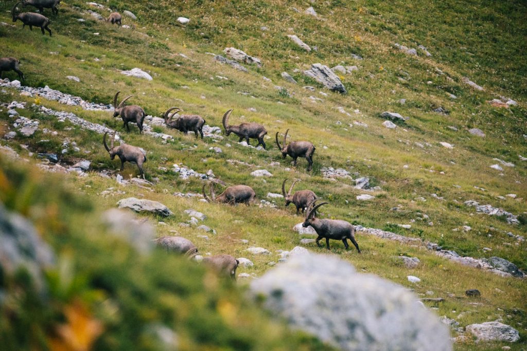 Un troupeau de bouquetins dans le cirque du cul du Nant au dessus du Laisonnay-d'en-Bas. crédit photo : Clara Ferrand - blog Wildroad