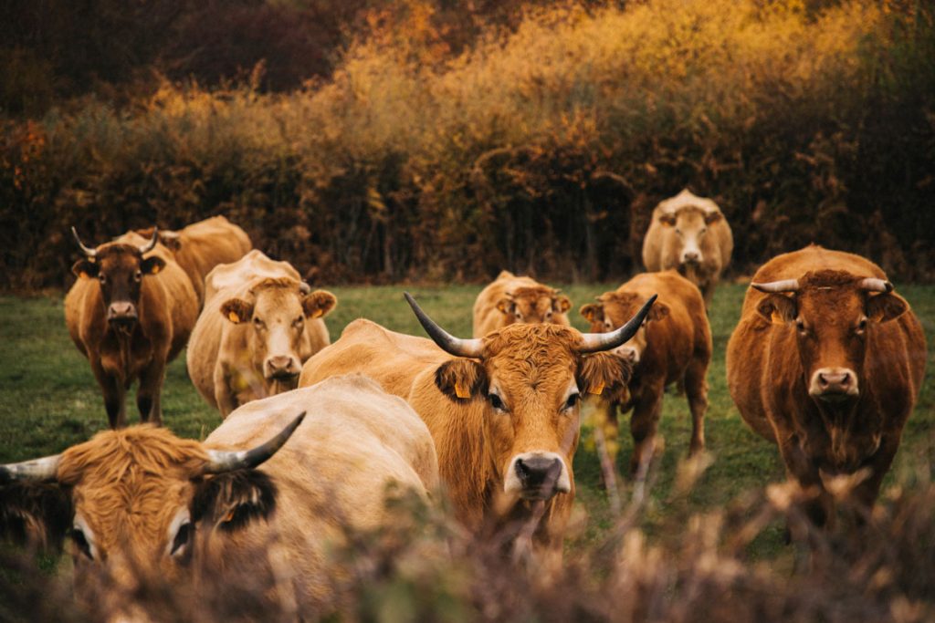 Des vaches Aubrac lors d'un week-end nature dans le Morvan. crédit photo : Clara Ferrand - blog Wildroad