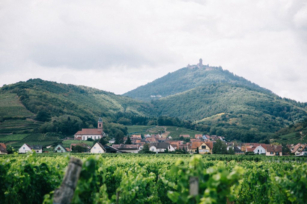 Le château de Haute Koenigsbourg depuis la piste cyclable. crédit photo : Clara Ferrand - blog Wildroad