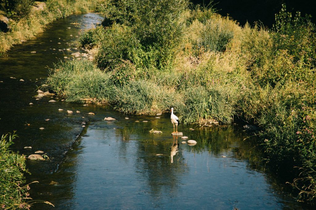Une cigogne sur les rives de Thur en Alsace. crédit photo : Clara Ferrand - blog Wildroad