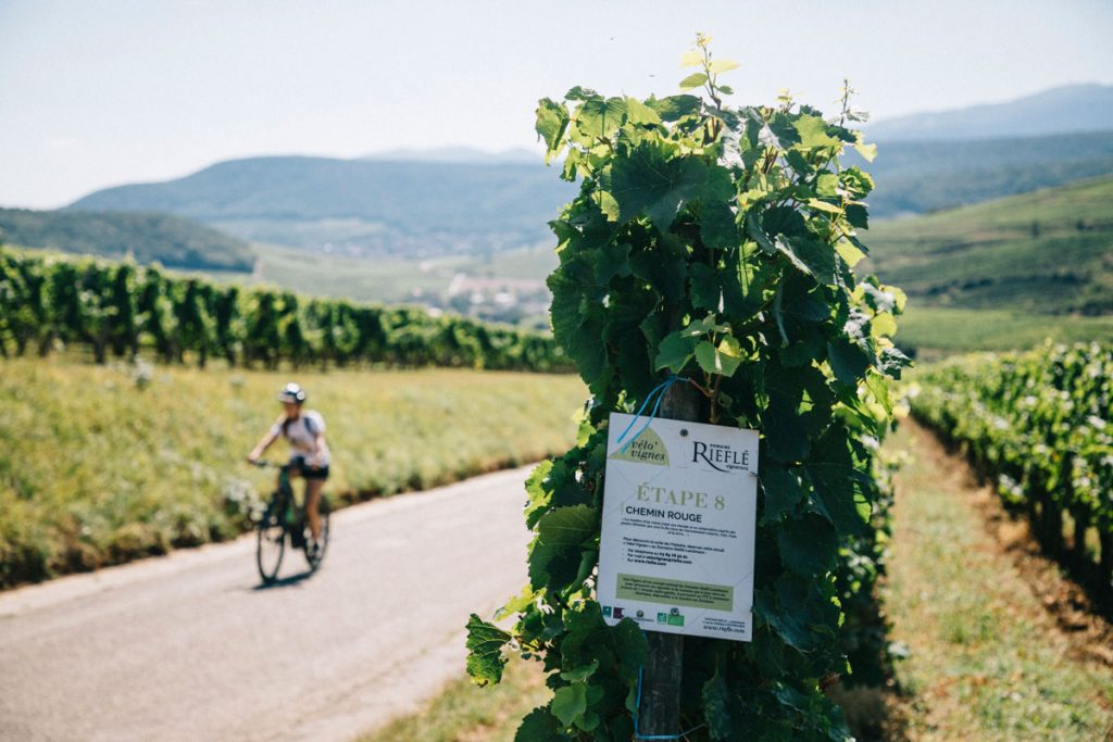 Balade à VTT électrique dans les vignobles alsaciens. crédit photo : Clara Ferrand - blog Wildroad