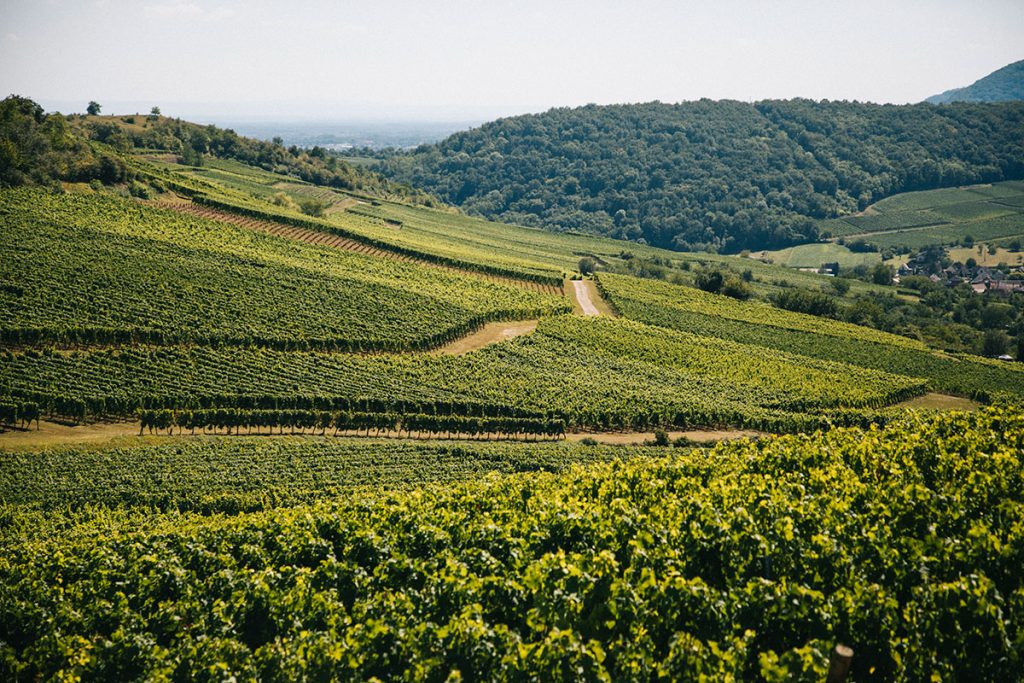 L'itinéraire de la route des vins à vélo sur 3 jours. Crédit photo : Clara Ferrand - blog Wildroad