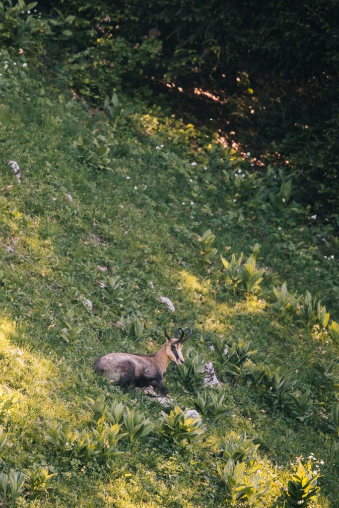 Un chamois en dessous de la petite pointe d cela Galoppaz. crédit photo : Clara Ferrand - blog Wildroad
