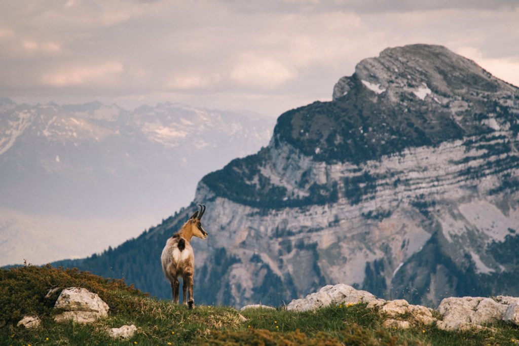 Un chamois devant Chamechaude dans le parc naturel de la Chartreuse. crédit photo : Clara Ferrand - blog Wildroad