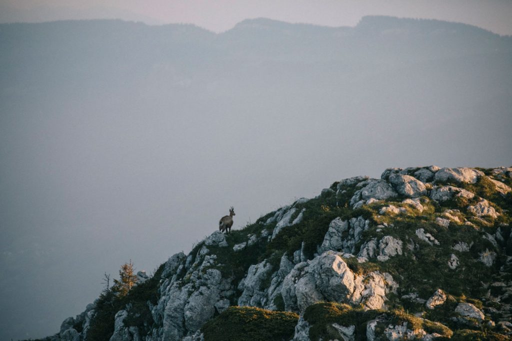 Observer les chamois au sommet du Charmant Som dans la Chartreuse. crédit photo : Clara Ferrand - blog Wildroad