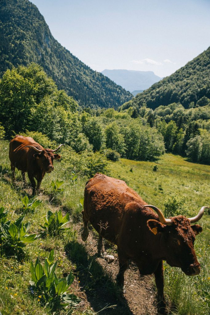 Les pâturages des vaches dans le massif des bauges. crédit photo : Clara Ferrand - blog Wildroad