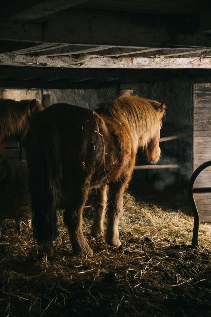 Les animaux de la ferme auberge du Steinlebach dans le massif des Vosges. crédit photo : Clara Ferrand - blog Wildroad
