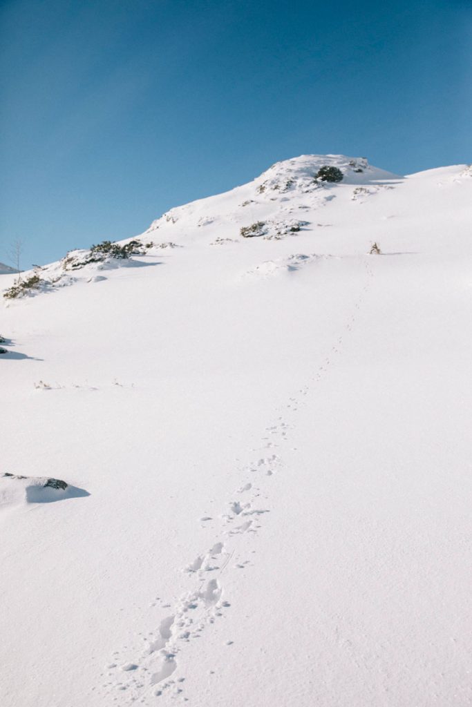 Les traces d'un isard autour du roc du Scaramus en Ariège. crédit photo : Clara Ferrand - blog Wildroad