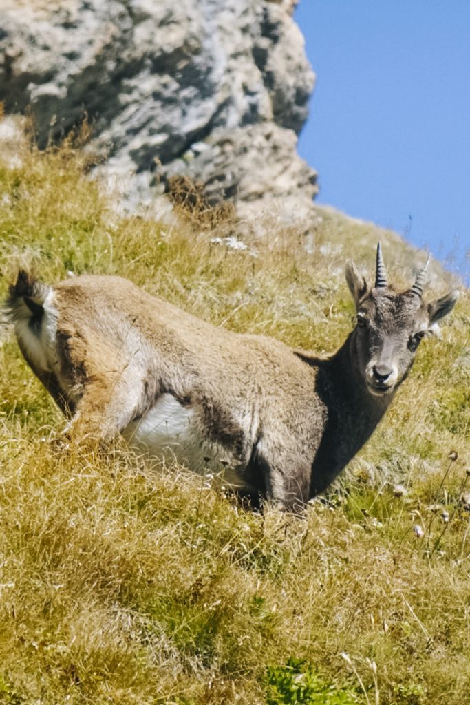 Le bouquetin sur le GR58 du tour du Queyras. crédit photo : Nicolas Leroux