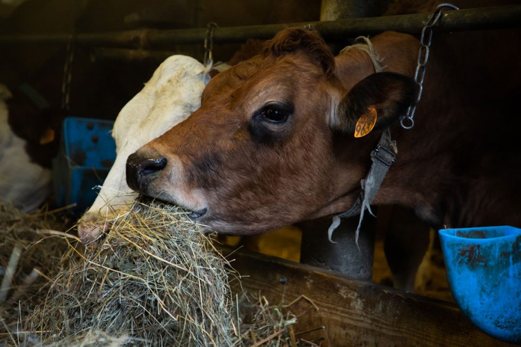 Une vache Tarine dans une étable d'une ferme savoyarde. crédit photo : Clara Ferrand - blog Wildroad