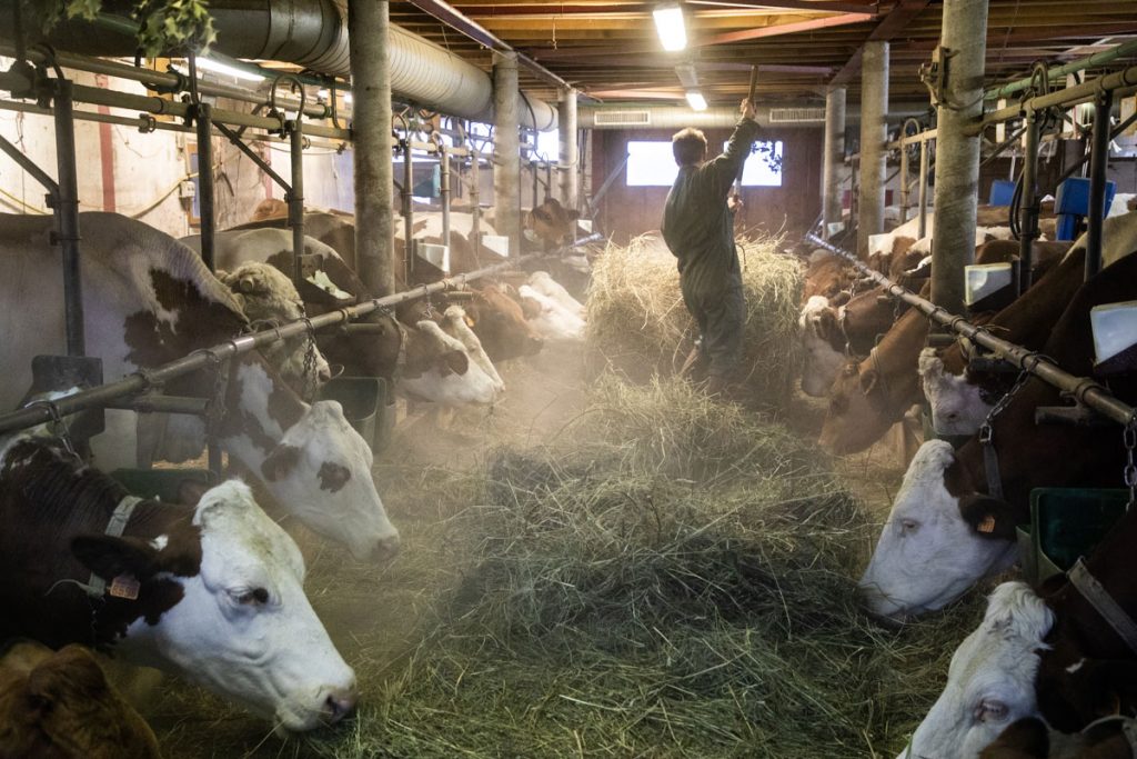 L'etable d'une ferme productrice de Tomme de Savoie. crédit photo : Clara Ferrand - blog Wildroad