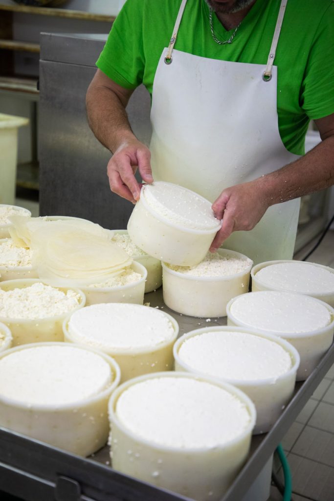 Le moulage des Tommes de Savoie avant l'affinage. crédit photo : Clara Ferrand - blog Wildroad