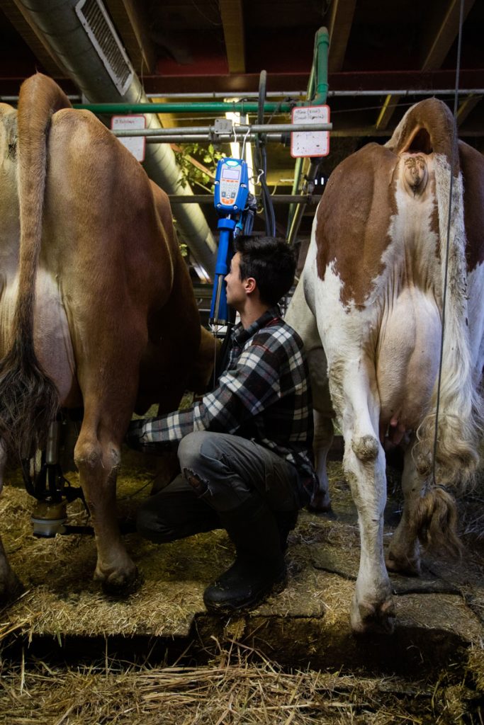 La traite des vaches laitières dans une ferme savoyarde. crédit photo : Clara Ferrand - blog Wildroad