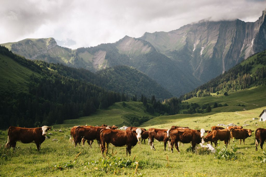 Un troupeau de vache de race abondance. crédit photo : Clara Ferrand - blog Wildroad