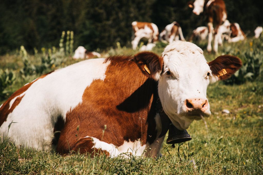 Les vaches de race montbéliarde originaire du Jura. crédit photo : Clara Ferrand - blog Wildroad