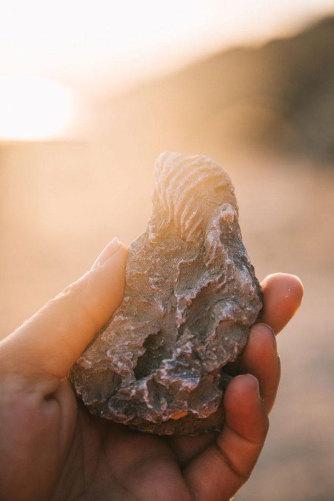 Un fossile de coquillage sur la plage des falaises des vaches noires. crédit photo : Clara Ferrand - blog Wildroad