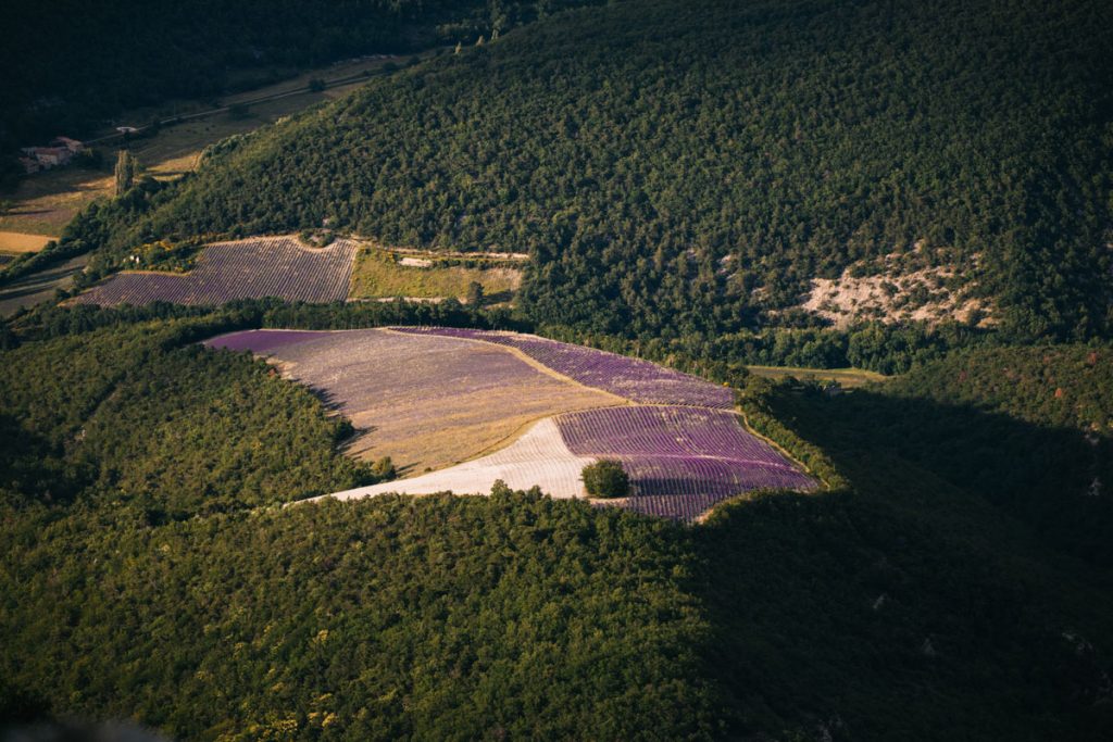 Où acheter son huile essentielle de lavandes ? producteur ou distillerie ? crédit photo : Clara Ferrand - blog WIldroad