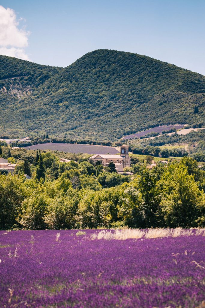 Les champs de lavandes dans les baronnies provençale à la Roche-Saint-Secret Béconne. crédit photo : Clara Ferrand - blog Wildroad