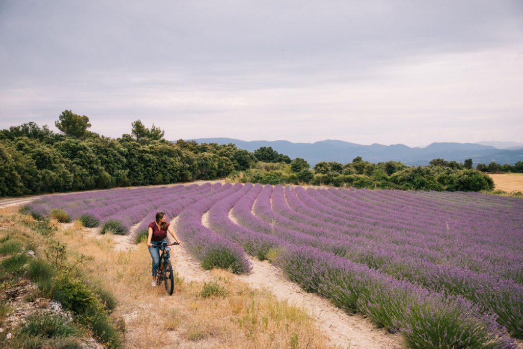 Fiare une sortie à vélo dans les champs de lavande dans la Drôme. crédit photo : Clara Ferrand - blog Wildroad