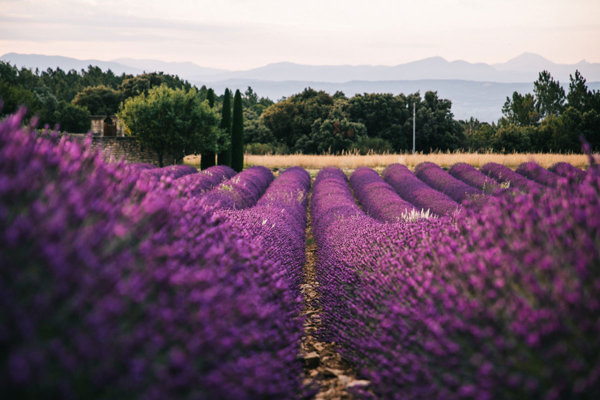 Sur la route des lavandes dans la Drôme provençale. crédit photo : Clara Ferrand - blog WIldroad