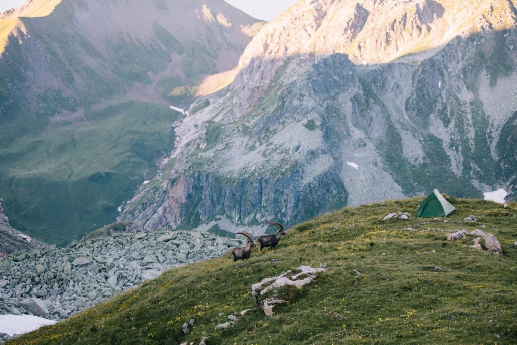 Des bouquetin à coté de notre tente au lac de Presset. crédit photo : Clara Ferrand - blog Wildroad