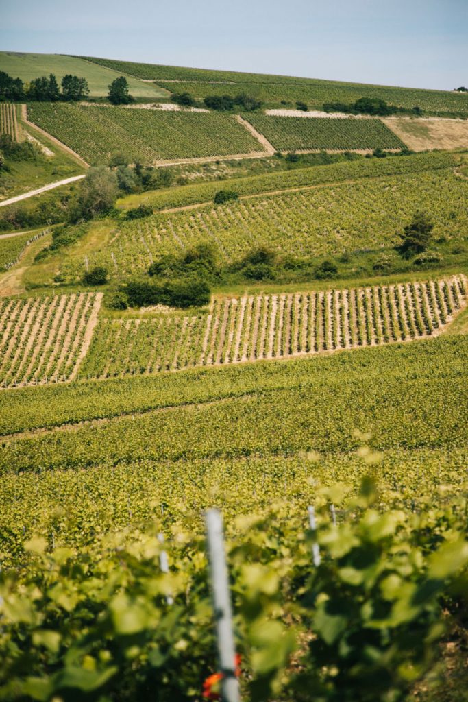 Les coteaux de la côte des Bar. crédit photo : Clara Ferrand - blog Wildroad