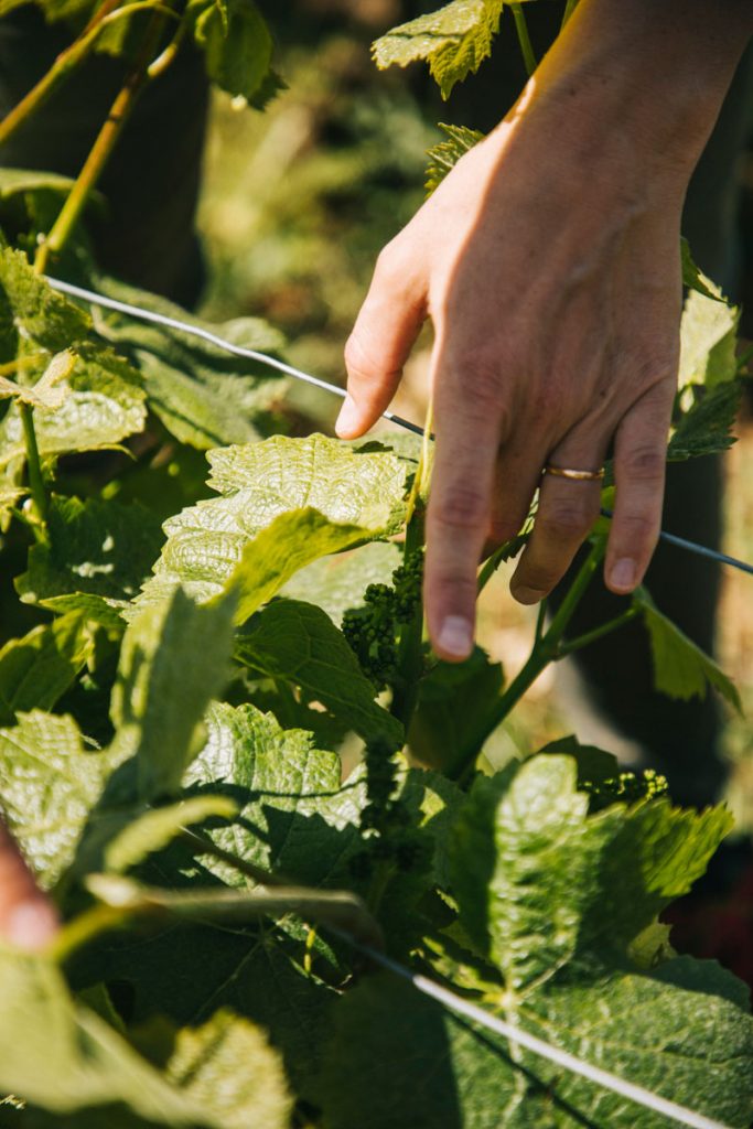 La visite d'un domaine de champagne en biodynamie. crédit photo : Clara Ferrand - blog Wildroad