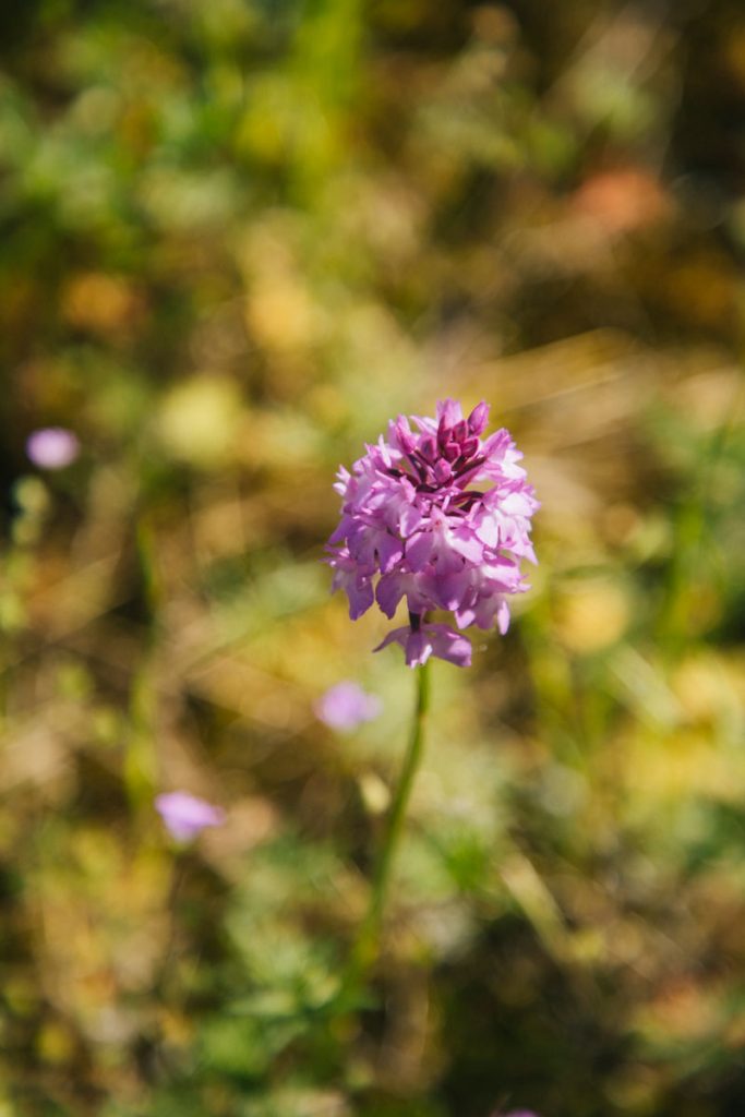 Une orchidée sauvage dans les champs de vignes. crédit photo : Clara Ferrand - blog Wildroad