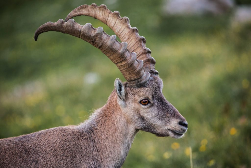 La faune du massif du Beaufortain : troupeau de bouquetin au refuge de Presset. crédit photo : Clara Ferrand - blog Wildroad