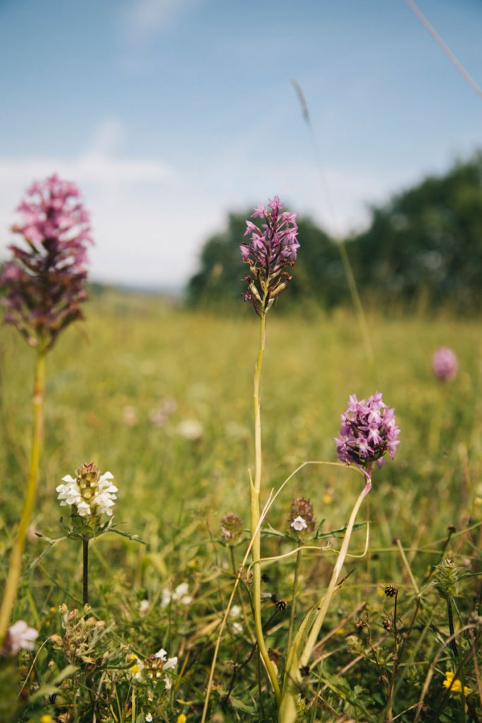 Flore des coteaux du Tarn et Garonne : une orchidée sauvage. crédit photo : Clara Ferrand - blog Wildroad