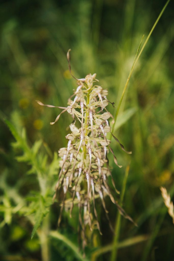 Orchisbouc une orchidée sauvage sur un sentier de randonnée. crédit photo : Clara Ferrand - blog Wildroad