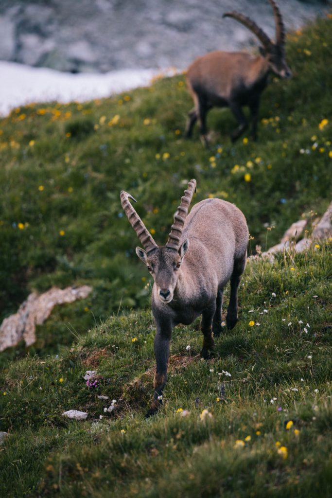 Où voir des bouquetin dans le massif du Beaufortain. crédit photo : Clara Ferrand - blog Wildroad