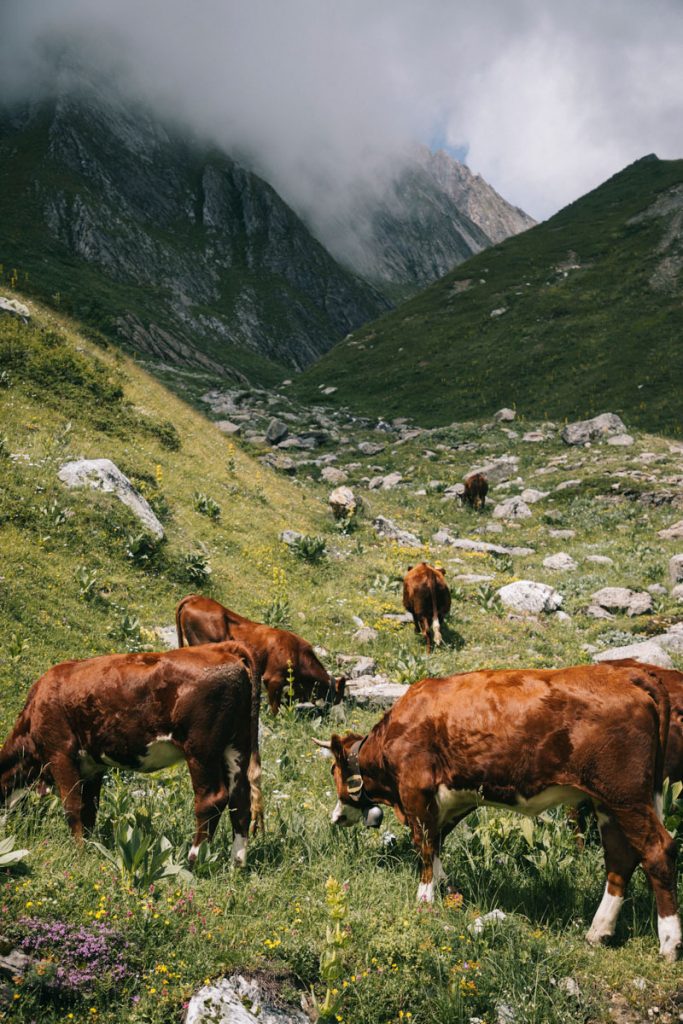 Les vache en alpages dans les montagnes du massif du Beaufortain. crédit photo : Clara Ferrand - blog WIldroad