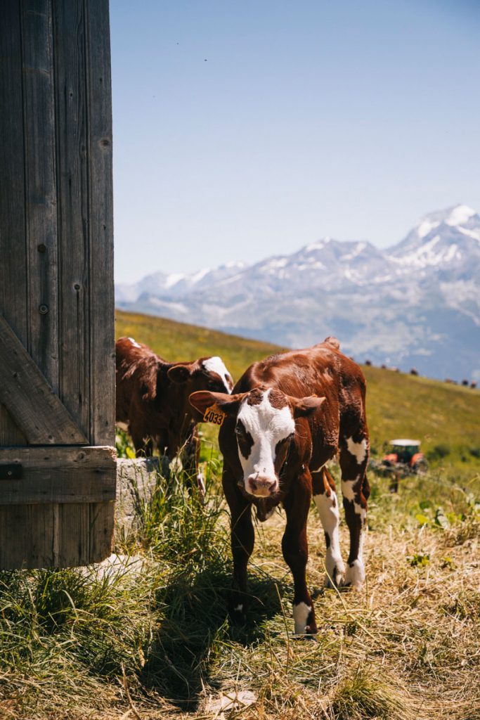 Alpage en savoie avec vue sur le Mont pourri. crédit photo : Clara Ferrand - blog Wildroad
