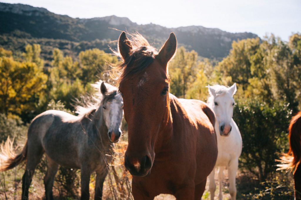 Balade equestre surle sentier Cathare en Occitane. crédit photo : Clara Ferrand - blog Wildroad
