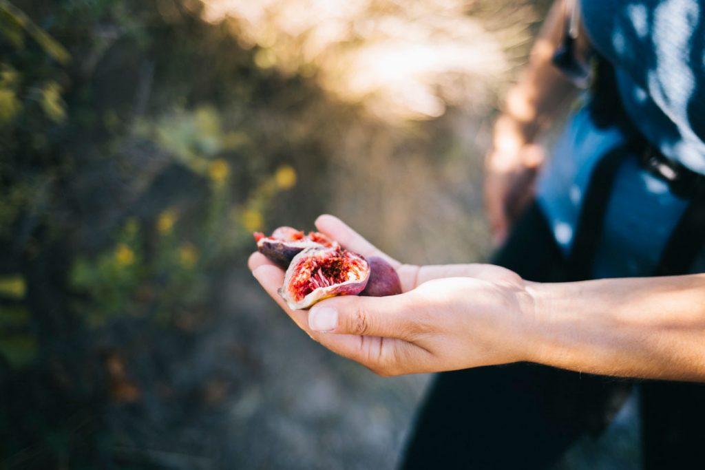 Les figues ramassé lors de ma randonnée dans l'Aude. crédit photo : Clara Ferrand - blog wildroad 