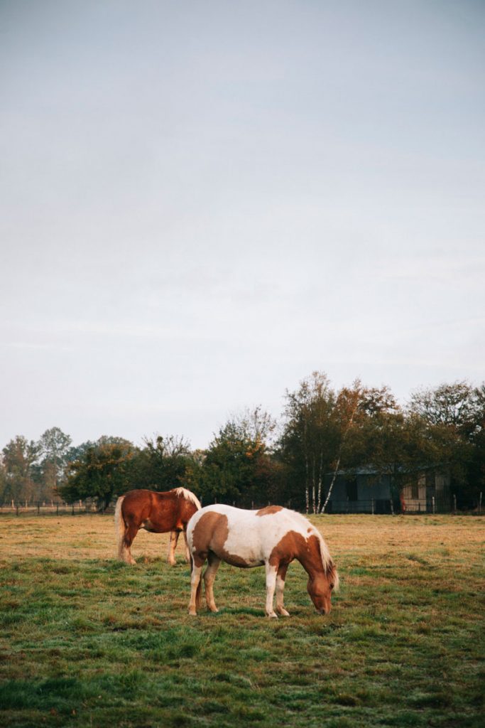 Faire une balade à cheval autour de la Ferté Vidame dans le Perche. crédit photo : Clara Ferrand - blog Wildroad