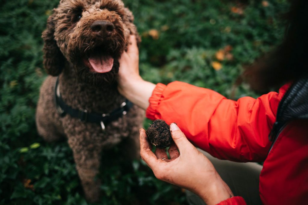 À quelle saison récolter la truffe de Bourgogne ? crédit photo : Clara Ferrand - blog WIldroad