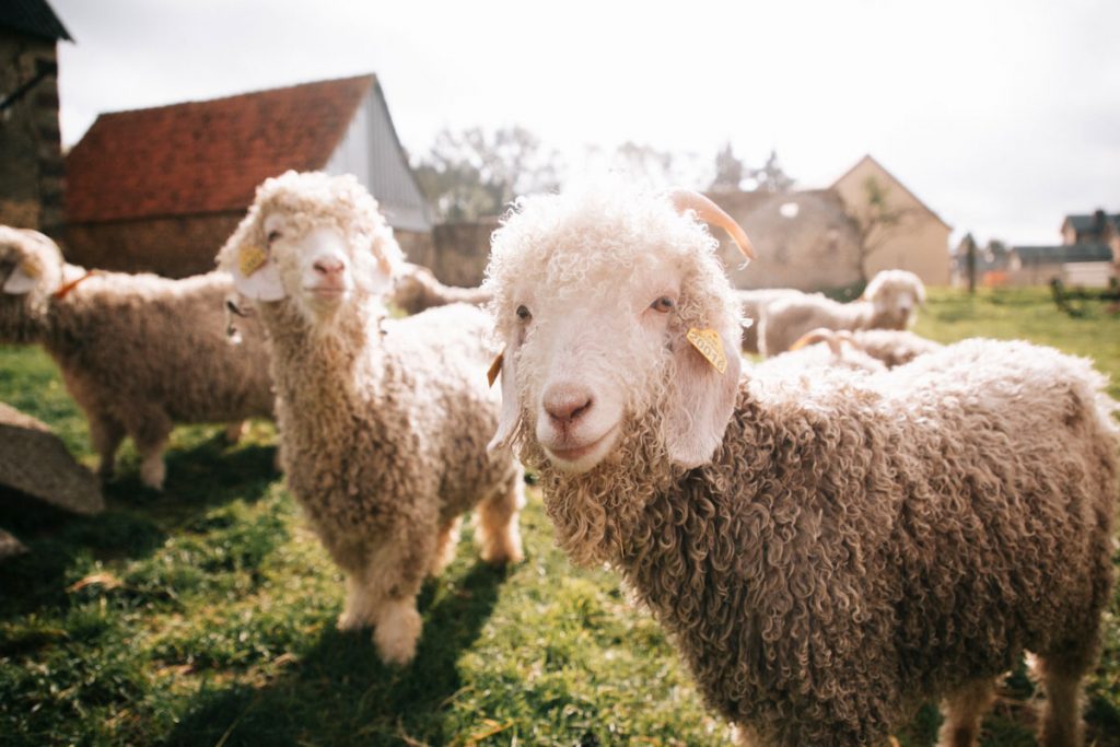 Élevage de Chèvre angora dans l'Eure-et-Loir. crédit photo : Clara Ferrand - blog Wildroad