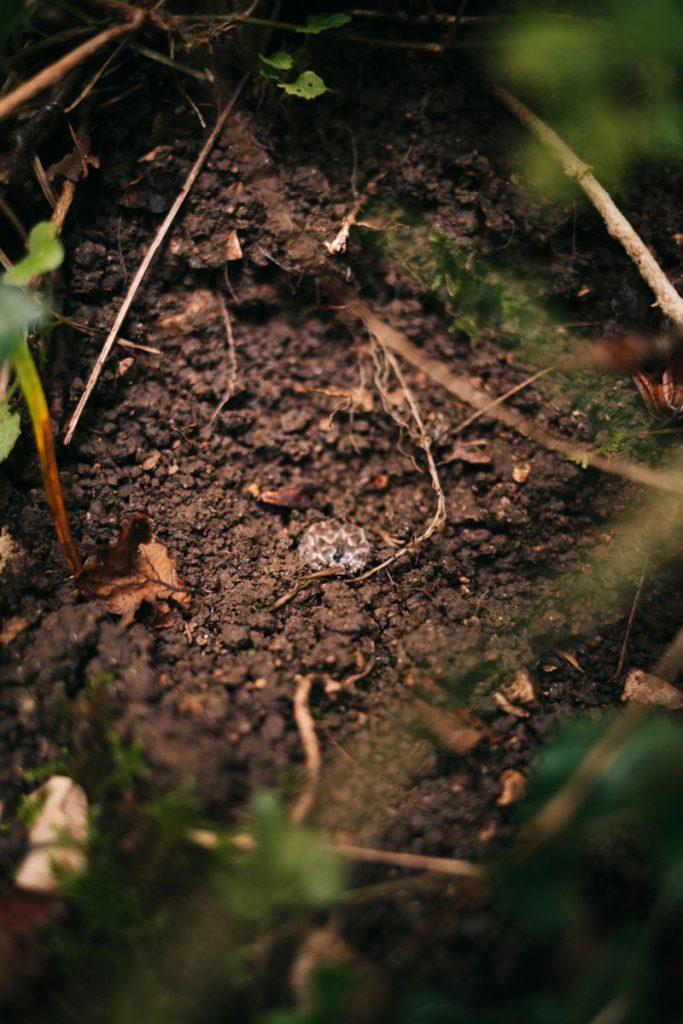 Comment trouver des truffes dans les forêts autour de Troyes. crédit photo : Clara Ferrand - blog Wildroad