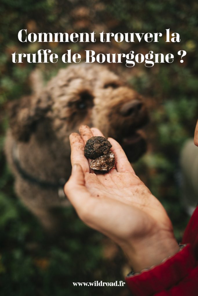 Comment trouver des truffes de bourgogne ? Activité initiation avec une trufficultrice dans la Côte des Bar. crédit photo : Clara Ferrand - blog Wildroad #côtedesbar #grandest #troyes #truffedebourgogne #trufficulture #aube #automne