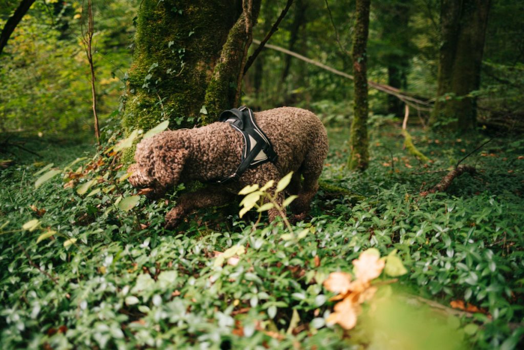 Le Laghetto Romagnolo, un chien au flair pour les truffes. crédit photo : Clara Ferrand - blog Wildroad